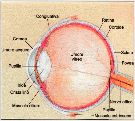 Cross-section of the eye showing the cornea, aqueous humour, pupil, iris, lens, ciliary muscle, conjunctiva, vitreous humour, retina, choroid, sclera, fovea, optic disc, optic nerve and an external eye muscle